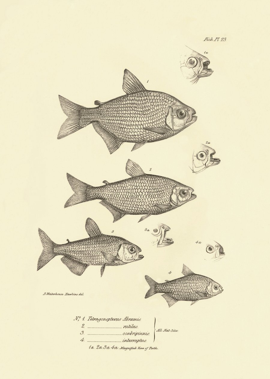 動物学：チャールズ・ダーウィンがビーグル号での航海中に記述した魚「Tetragonopterus Abramis, rutilus, scabripinnis, interruptus」の表現。The zoology of the voyage of H.M.S. Beagle under the command of Captaain Fitzroy dur（フィッツロイ船長率いるビーグル号航海の動物学）」のプレート。 作： 無名の画家