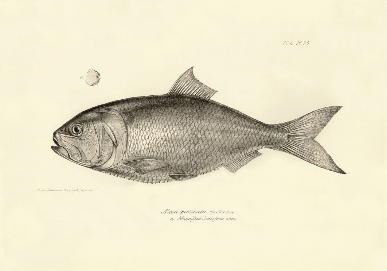 動物学：チャールズ・ダーウィンがビーグル号での航海中に記載した魚 "Alosa pectinata "の表現。The zoology of the voyage of H.M.S. Beagle under the Command of Captaain Fitzroy during the years 1832-1836" より。 作： 無名の画家