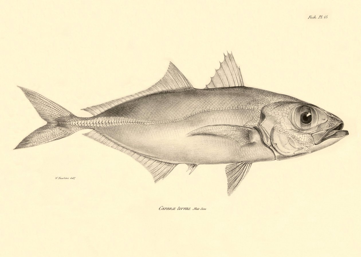 動物学：チャールズ・ダーウィンがビーグル号での航海中に記載した魚 "Caranx torvus "の表現。The zoology of the voyage of H.M.S. Beagle under the Command of Captaain Fitzroy during the years 1832-1836" より。 作： 無名の画家