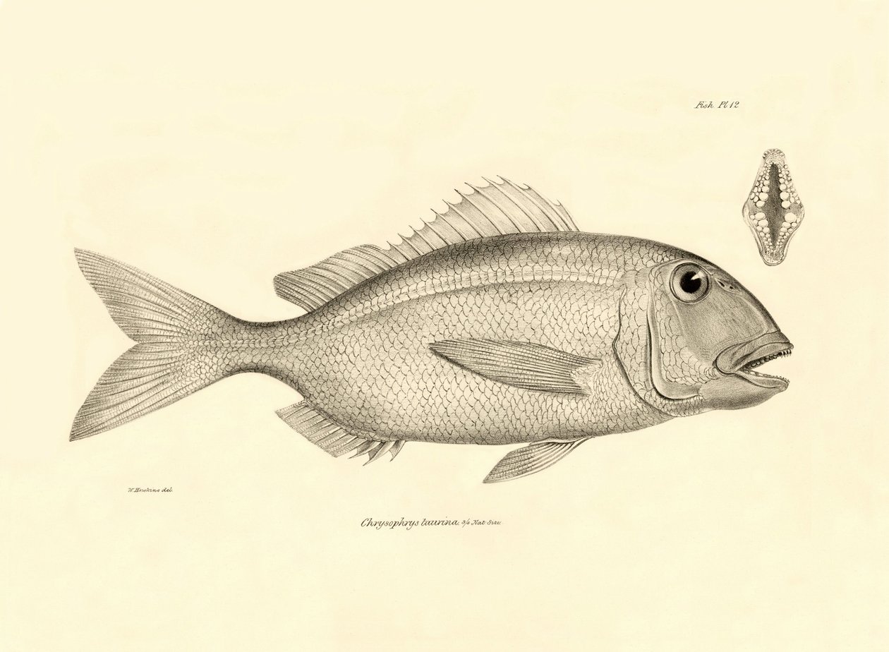 動物学：チャールズ・ダーウィンがビーグル号での航海中に記載した魚 "Chrysophrys taurina "の表現。The zoology of the voyage of H.M.S. Beagle under the Command of Captaain Fitzroy during the years 1832-1836" より。 作： 無名の画家