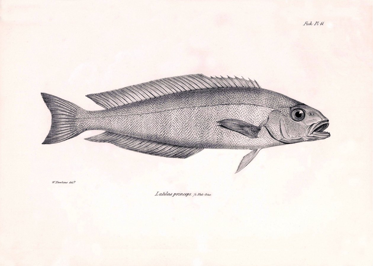 動物学：チャールズ・ダーウィンがビーグル号での航海中に記載した魚 "Latilus princeps "の表現。The zoology of the voyage of H.M.S. Beagle under the Command of Captaain Fitzroy during the years 1832-1836" より。 作： 無名の画家