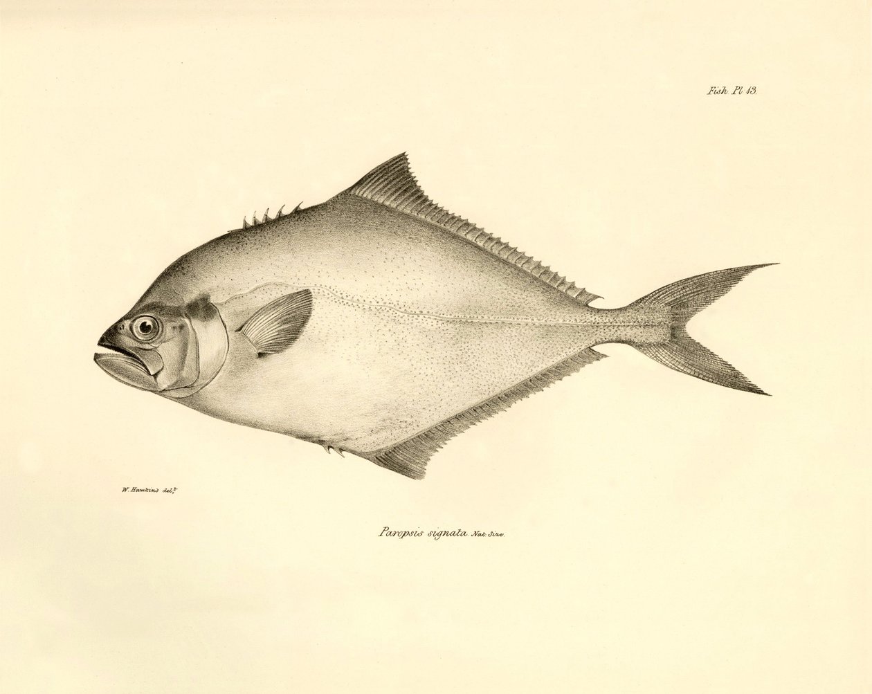 動物学：チャールズ・ダーウィンがビーグル号での航海中に記載した魚 "Paropsis signata "の表現。The zoology of the voyage of H.M.S. Beagle under the Command of Captaain Fitzroy during the years 1832-1836" より。 作： 無名の画家