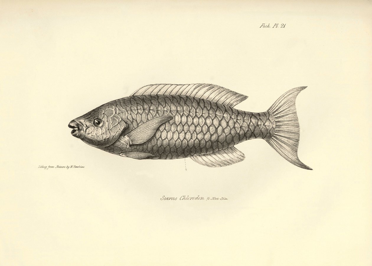 動物学：チャールズ・ダーウィンがビーグル号での航海中に記載した魚 "Scarus Chlorodon "の表現。The zoology of the voyage of H.M.S. Beagle under the Command of Captaain Fitzroy during the years 1832-1836" より。 作： 無名の画家