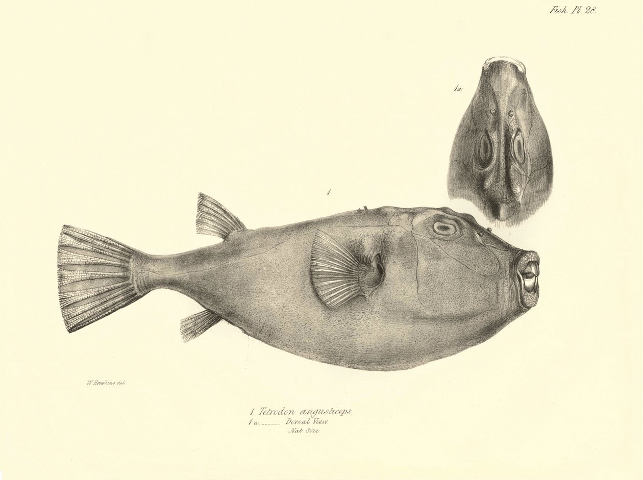 動物学：チャールズ・ダーウィンがビーグル号での航海中に記載した魚「Tetrodon (Tetraodon) angusticeps」の表現。The zoology of the voyage of H.M.S. Beagle under the Command of Captaain Fitzroy during the years 1832-18 "のプレート。 作： 無名の画家