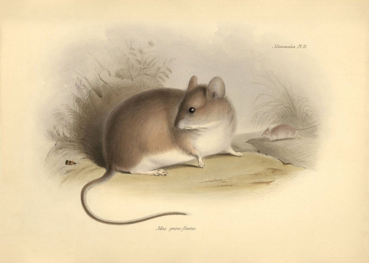 動物学：チャールズ・ダーウィンがビーグル号での探検旅行中に記載した "Mus griseoflavus"（ハダカデバネズミ）。The Zoology of the voyage of H.M.S. Beagle under the command of Captain Fitzroy during the years 1832 to 1836 edited and 1836"（フィッツロイ船長率いるビーグル号の1832年から1836年にわたる航海の動物学）のプレート。 作： 無名の画家