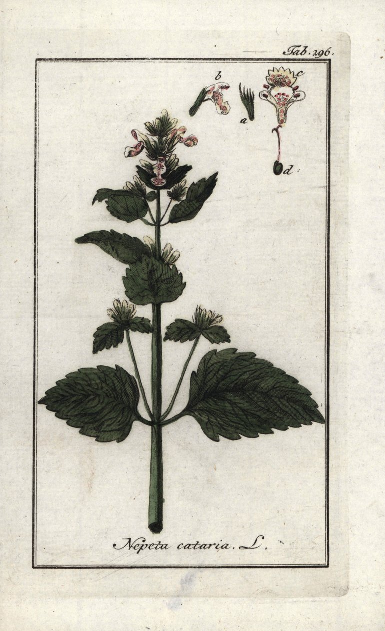 カタリーまたはカタリーまたはキャットミント（Nepeta cataria）。オランダ、ヨハネス・ゾーン（1739-1799）作 "Afbeelding der Artseny-Gewassen "のリトグラフ。 作： 無名の画家