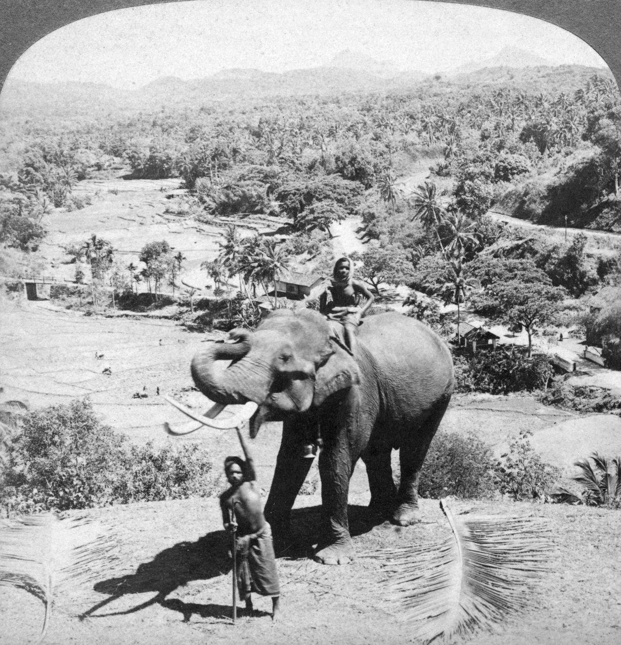 象とその飼育係、スリランカ、1902年。 作： アンダーウッドとアンダーウッド