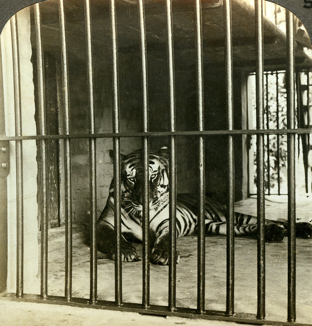 捕獲された人食いトラ、200人の死のせい、インド、カルカッタ、c1903。 作： アンダーウッドとアンダーウッド