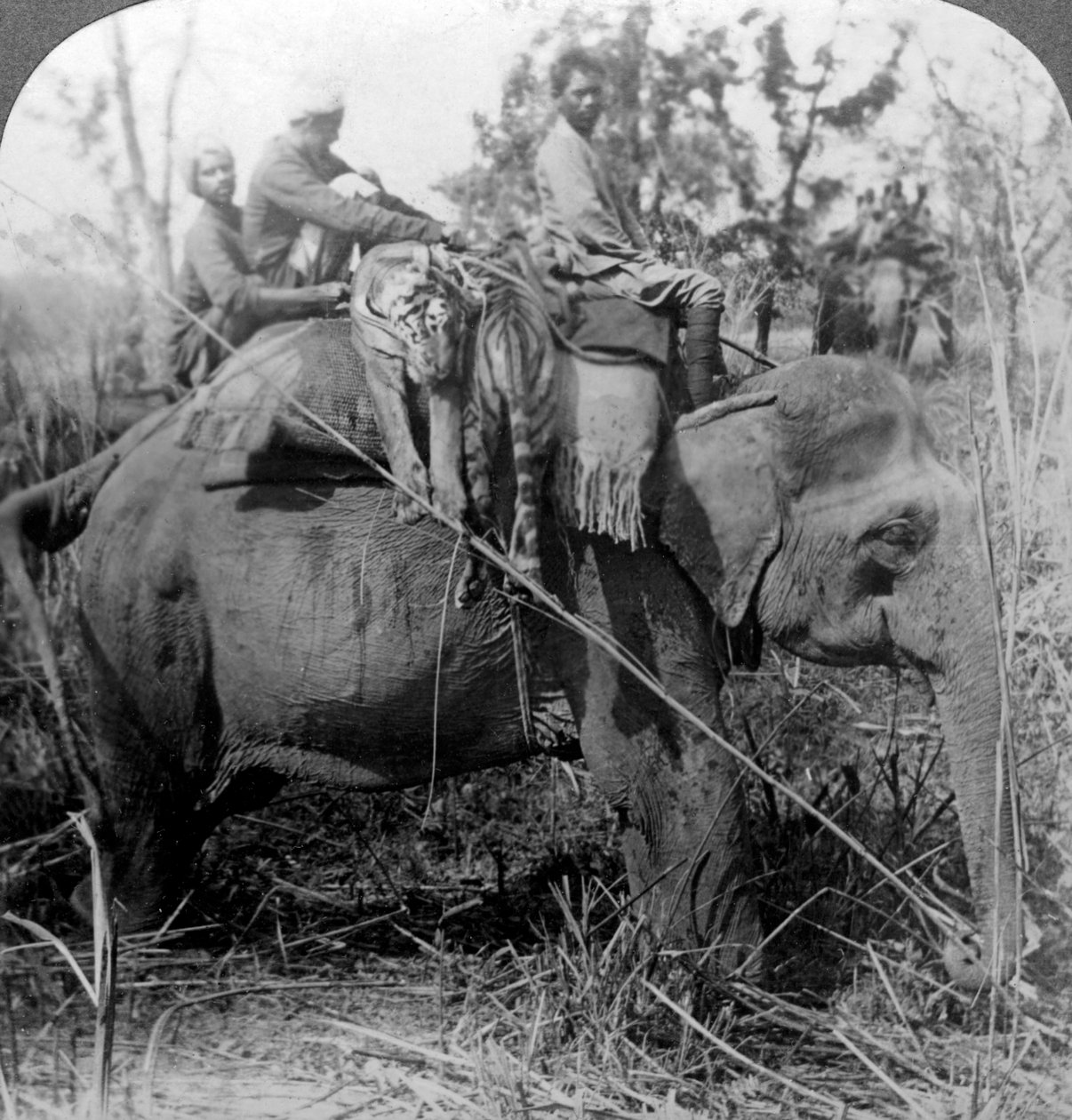 死んだトラを収容所に運ぶ、インドのベハールアングル、c1900年代。 作： アンダーウッドとアンダーウッド
