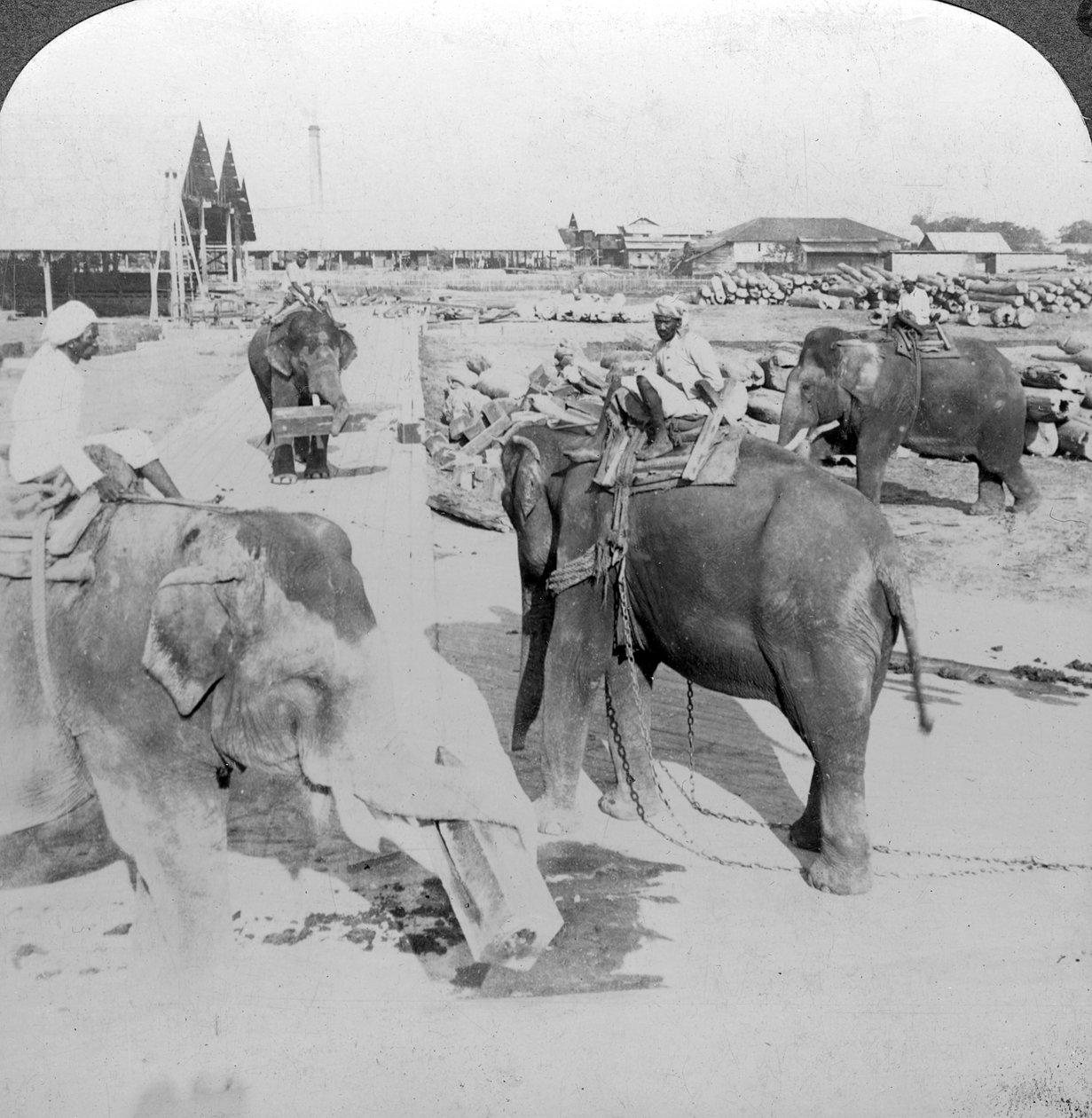 材木置き場、インド、c1900年代に働く象。 作： アンダーウッドとアンダーウッド