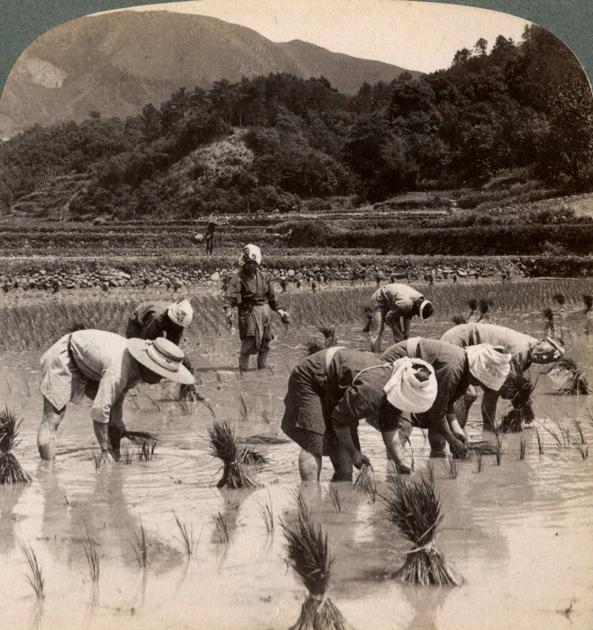1904年に京都近郊で稲芽を移植する農場労働者 作： アンダーウッドとアンダーウッド
