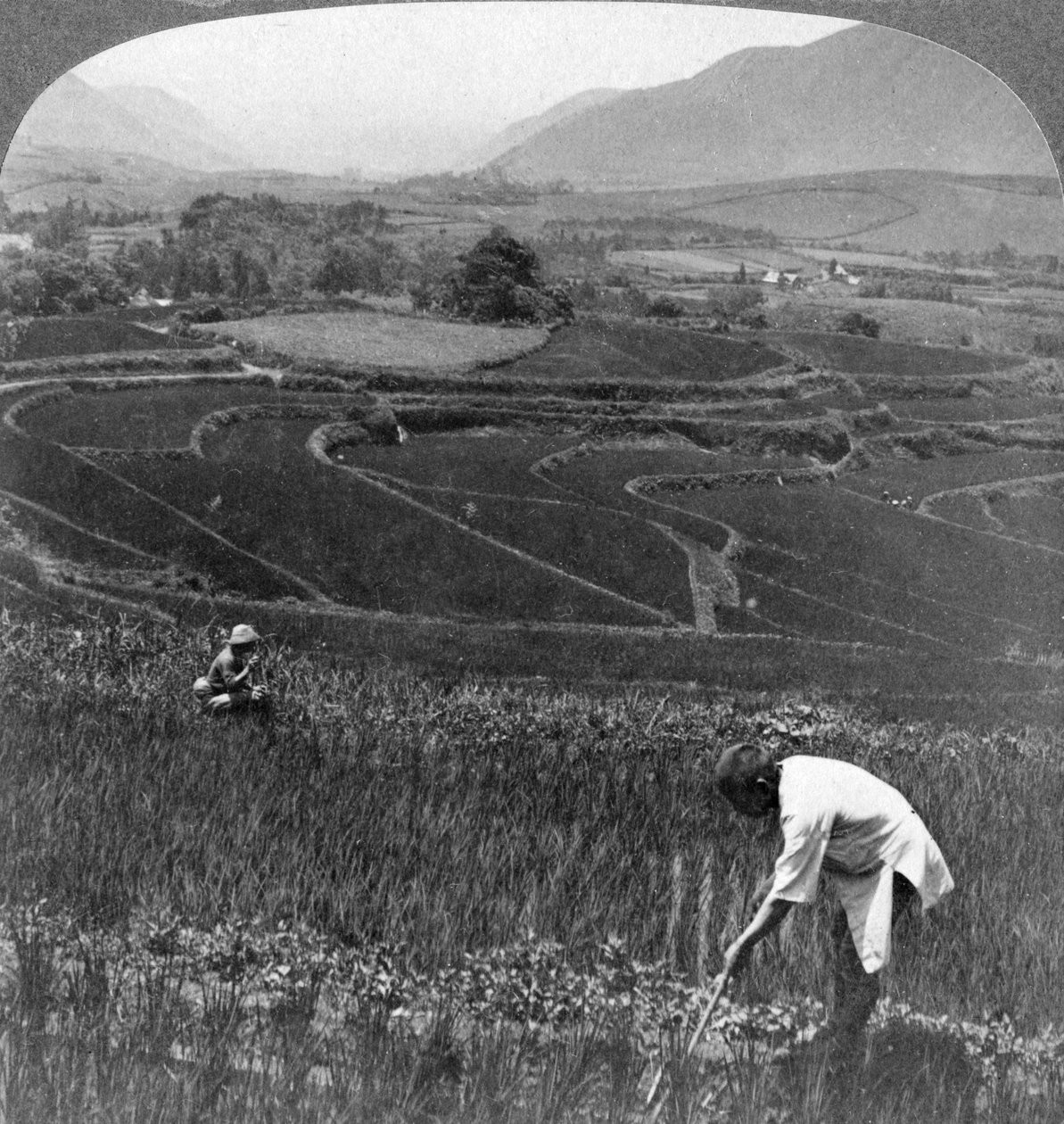 日本の阿蘇山の古い火口の肥沃な水田、1904年。 作： アンダーウッドとアンダーウッド