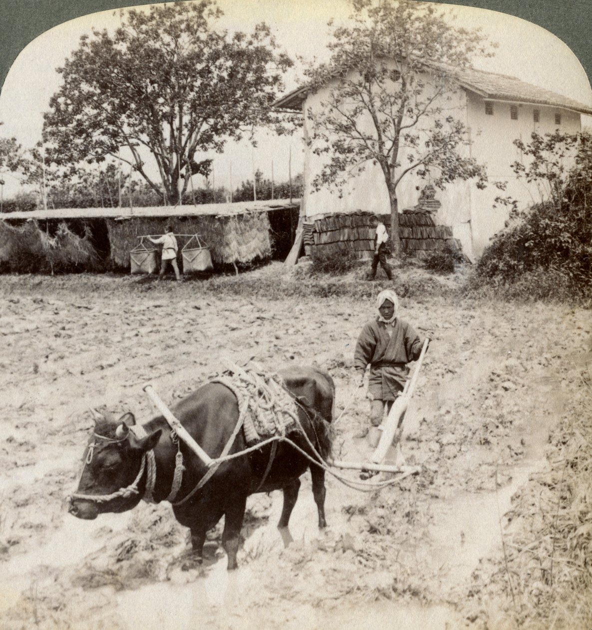 1904年、京都近郊の宇治の幹線道路の北にある、田植え用の氾濫地を耕すこと。 作： アンダーウッドとアンダーウッド