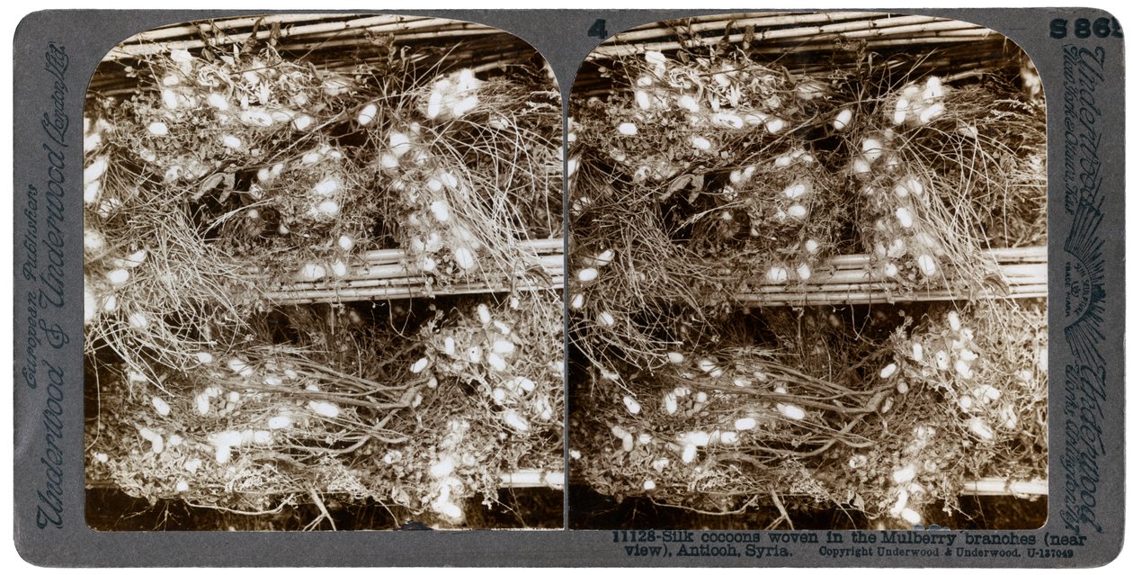 桑の枝に織り込まれた絹の繭、アンティオキア、シリア、1900年代。 作： アンダーウッドとアンダーウッド