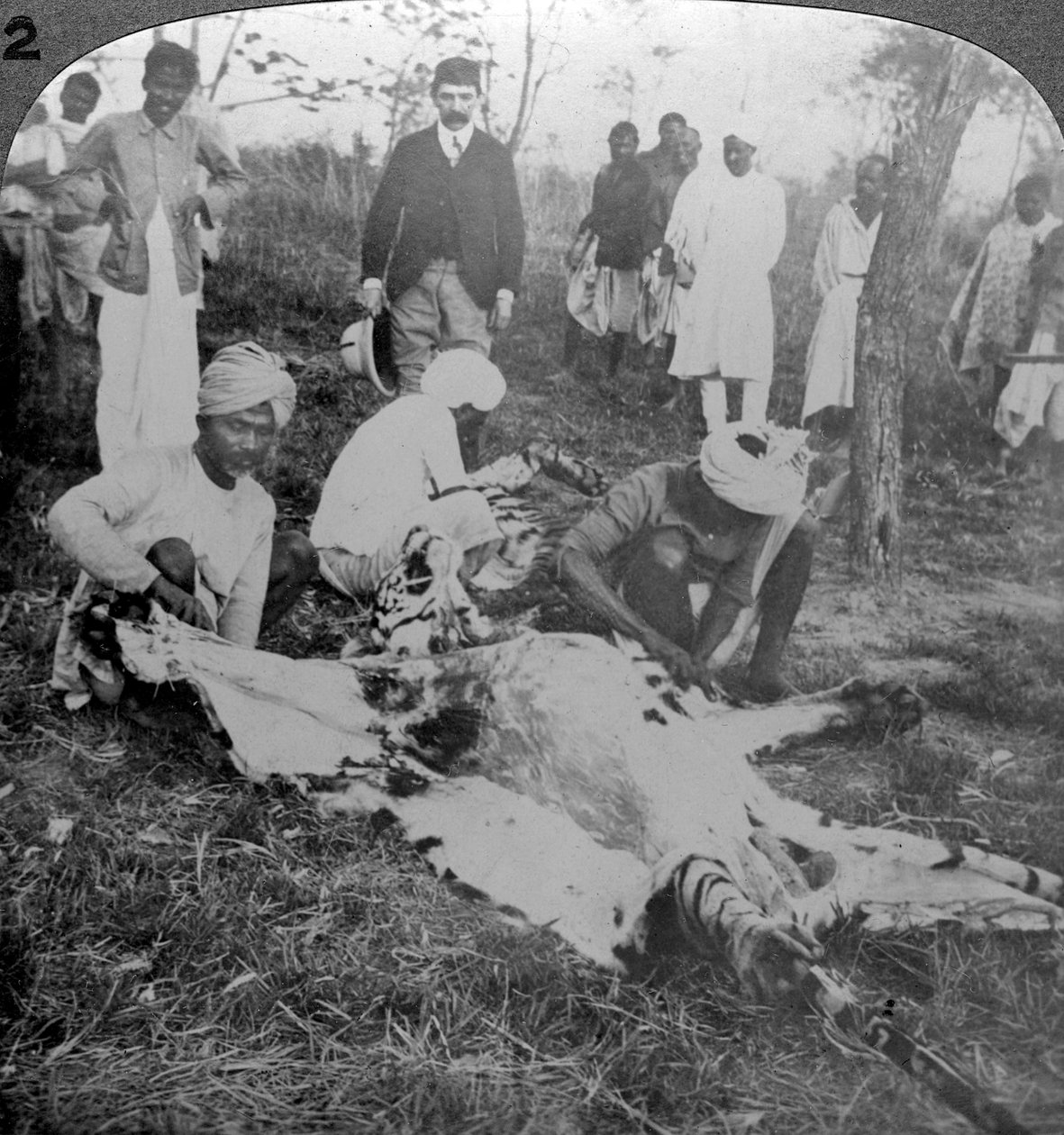死んだ虎の皮をむき、インドのクーチベハールのマハラジャを撮影。1900年代。 作： アンダーウッドとアンダーウッド