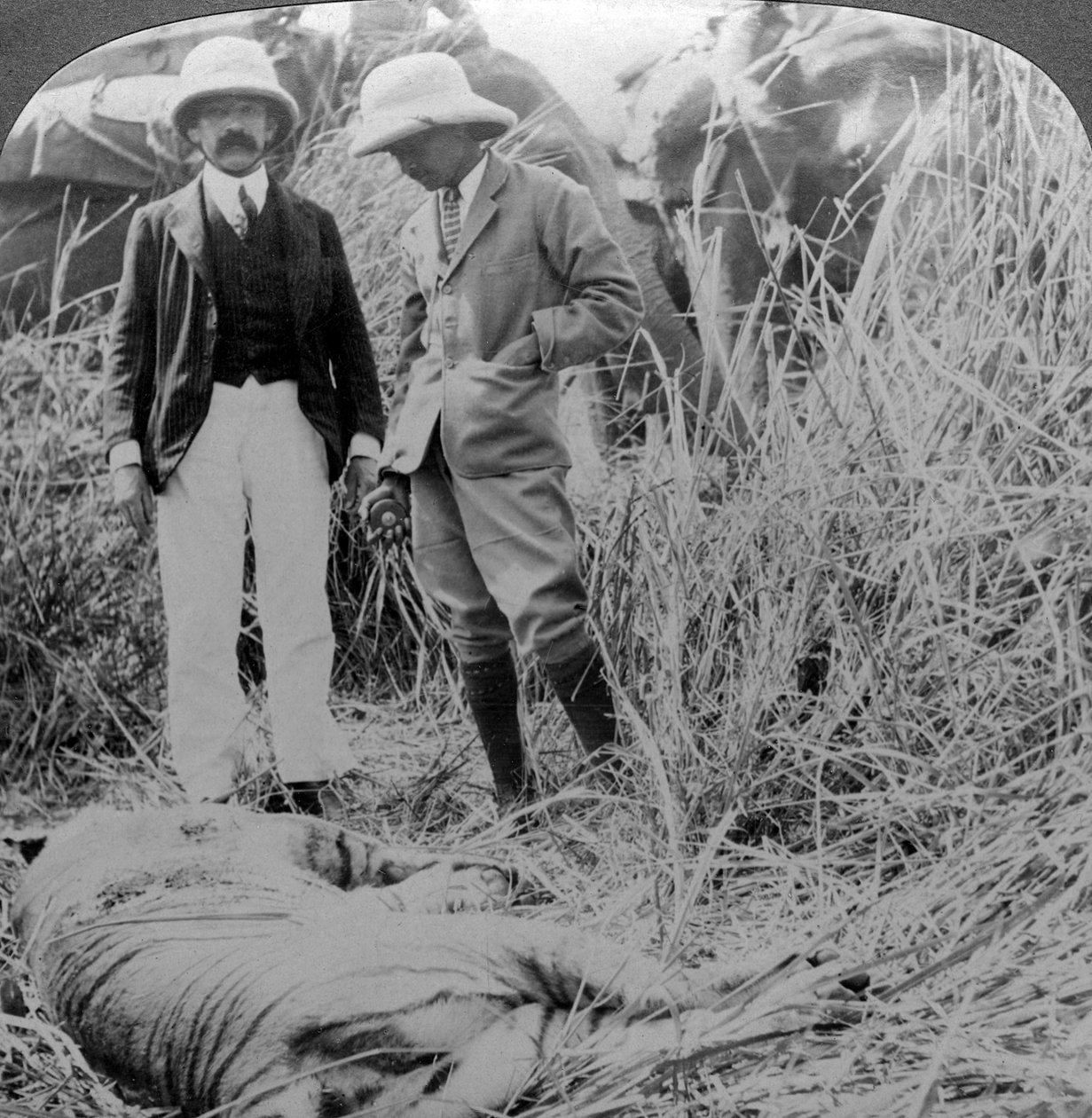 死んだマニーター、Beharジャングル、インド、c1900年代。 作： アンダーウッドとアンダーウッド