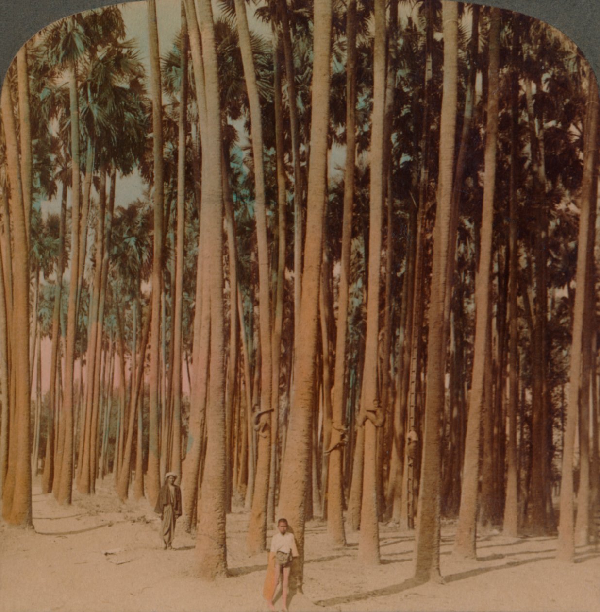 Toddy palms 100 ft。100 ft。、Pagan、Burma、1907。アーティスト：Elmer Underwood、Bert Elias Underwood。 作： アンダーウッドとアンダーウッド