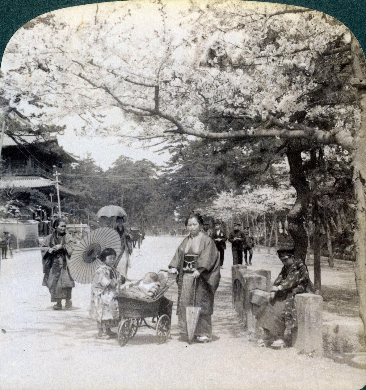 桜の下で、東京都芝公園の大通りに沿って北東を眺める（1904年、東京） 作： アンダーウッドとアンダーウッド