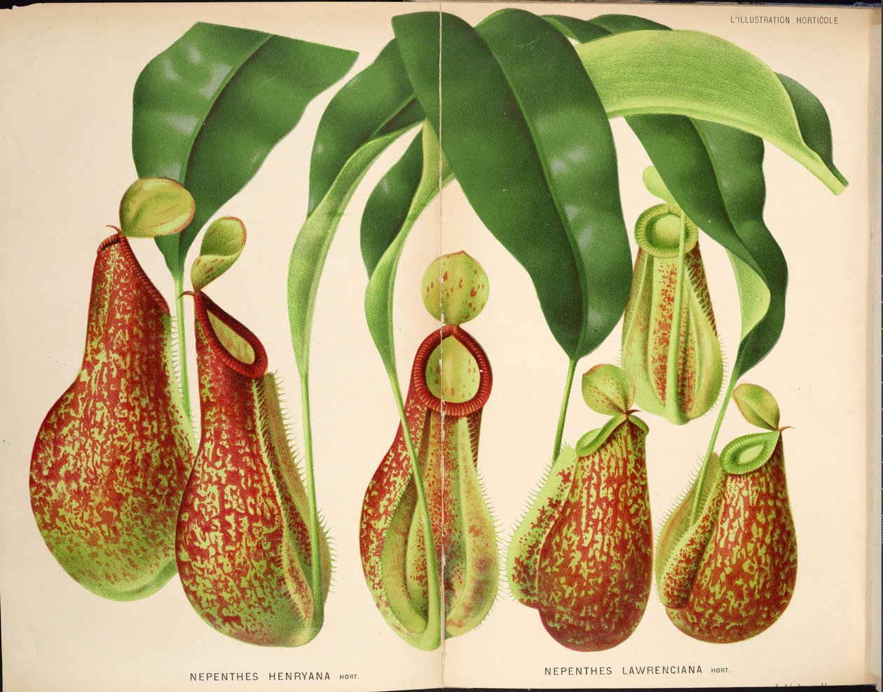 Nepenthes henryana＆Nepenthes lawrenciana-L&39;Illustration horticole（1882） 作： 不明
