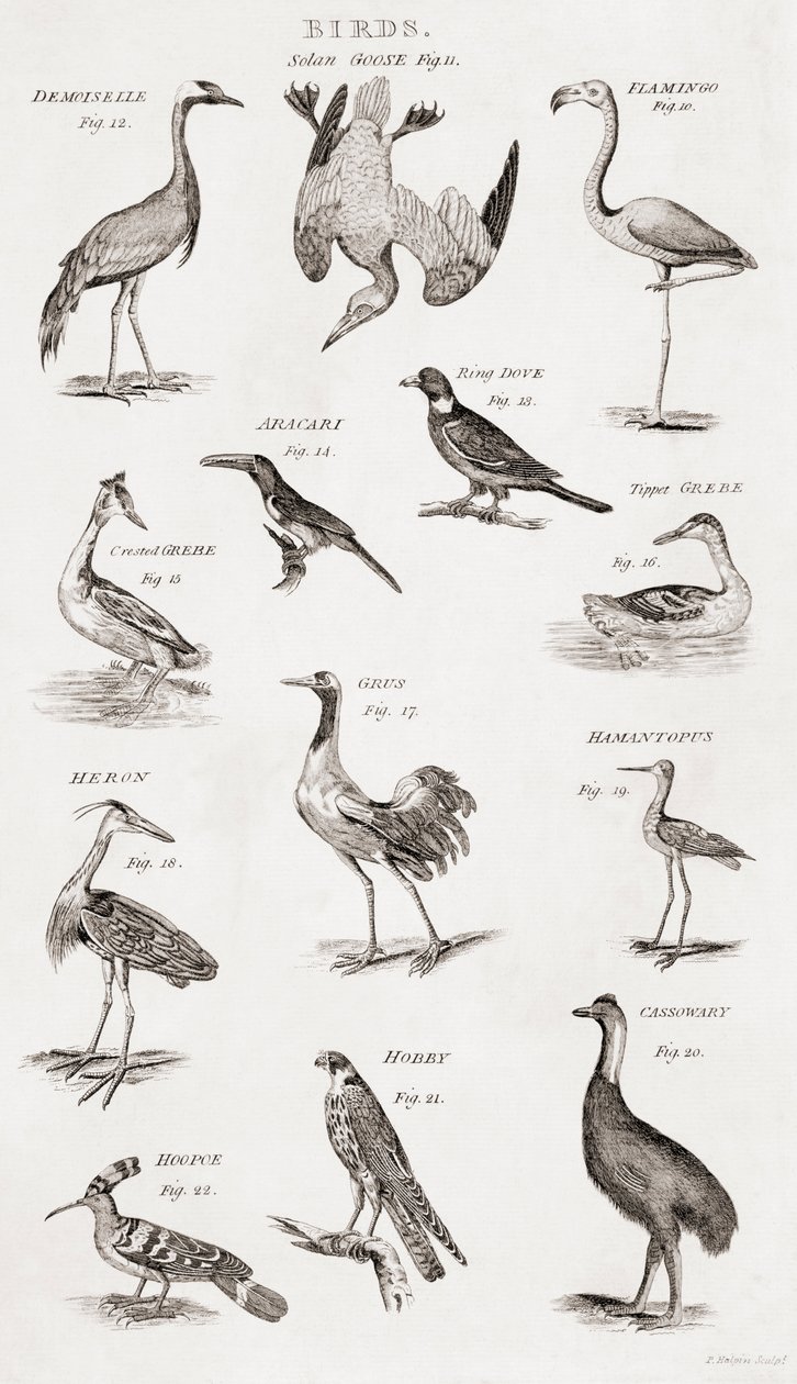 鳥の種類 作： 不明不明