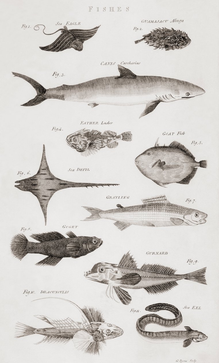 さまざまな種類の魚 作： 不明不明