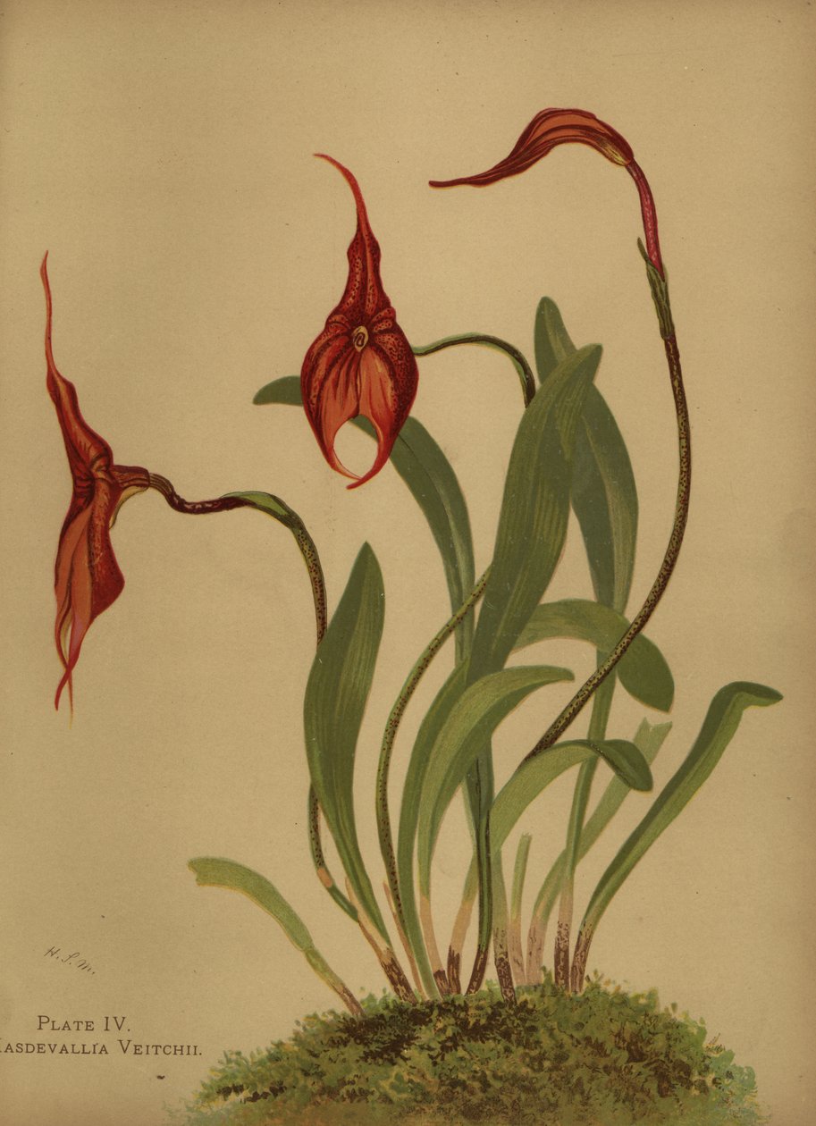Veitchs masdevalliaまたはmasdevalliasの王、Masdevallia veitchiana 作： 不明