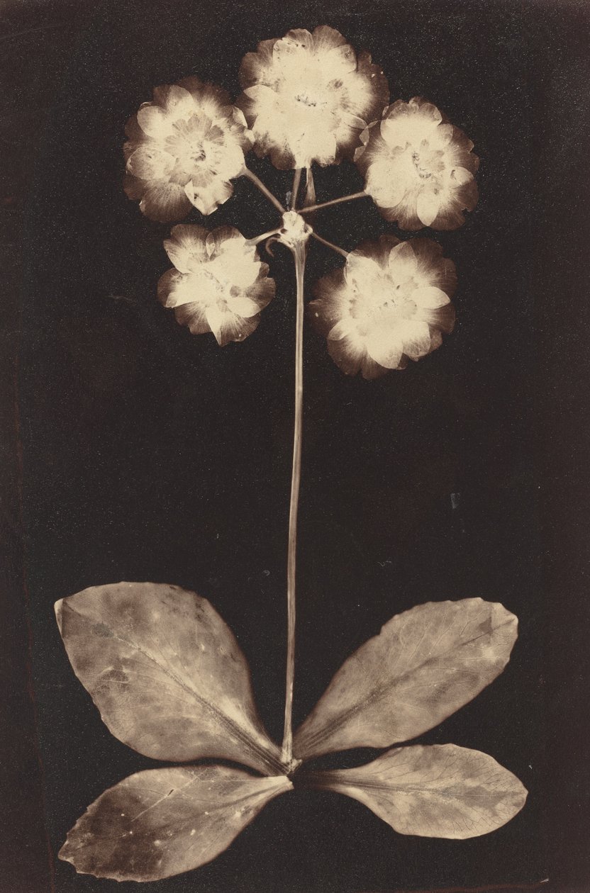 植物の写真 作： 不明な19世紀