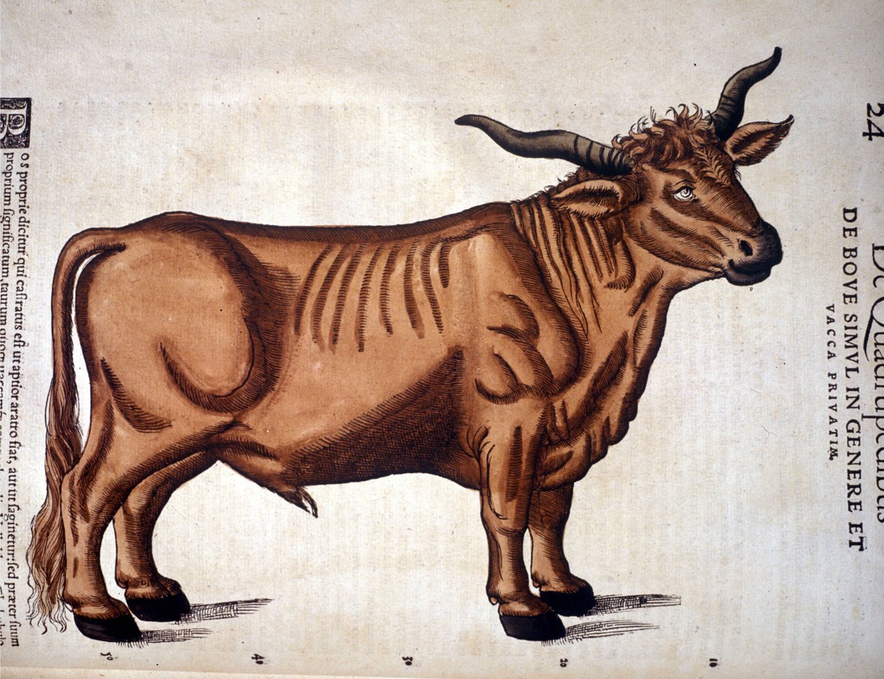 Conrad GesnerのHistoria Animaliumからの牛肉、Tiguri 1560年。Biblioteca nazionale Braidense.ミラノ 作： 無名の画家