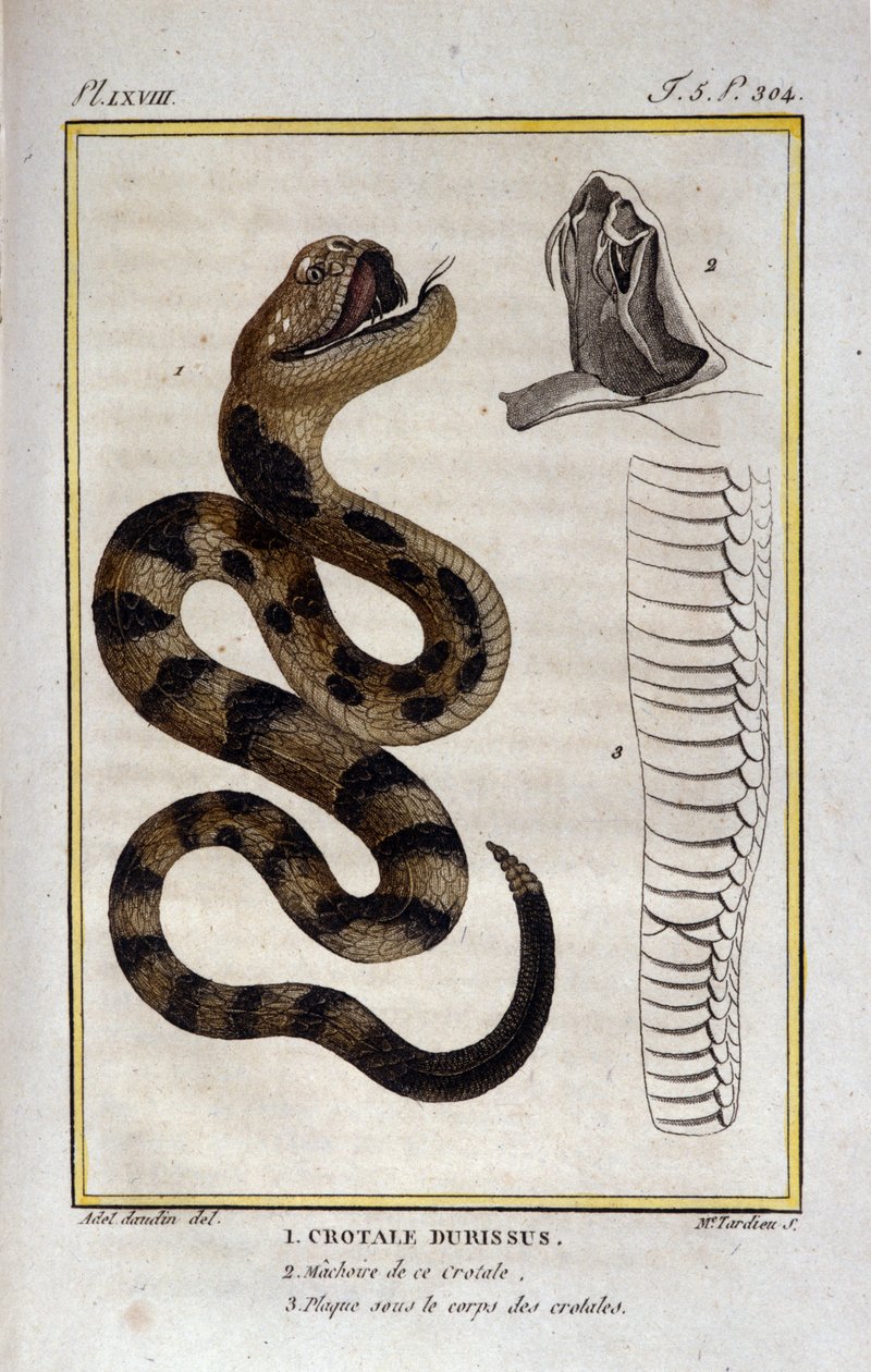 ガラガラヘビ。博物学者ビュフォン伯爵ジョルジュ・ルイ・ルクレール（1707-1788）の「ビュフォンの著作」の自然史編からの抜粋。19世紀 作： 無名の画家