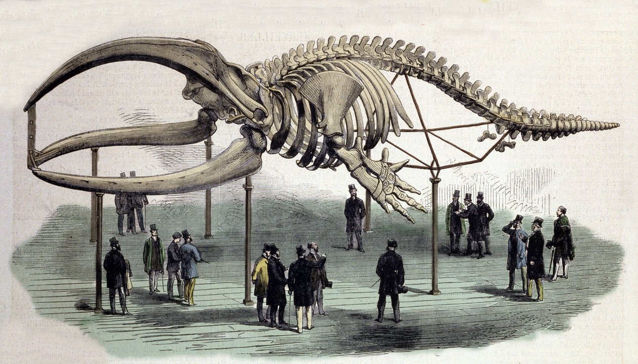 ロンドンのロイヤル・カレッジ・オブ・サージャンにあるクジラの骨格標本。19世紀のエングレーヴィング 作： 無名の画家