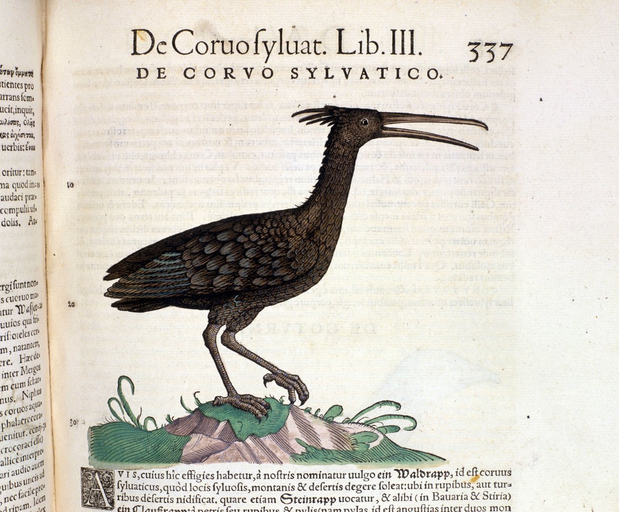 Tiguri 1560年、Conrad GesnerのHistoria Animaliumに収録されている野生のカラス。Biblioteca nazionale Braidense.ミラノ 作： 無名の画家