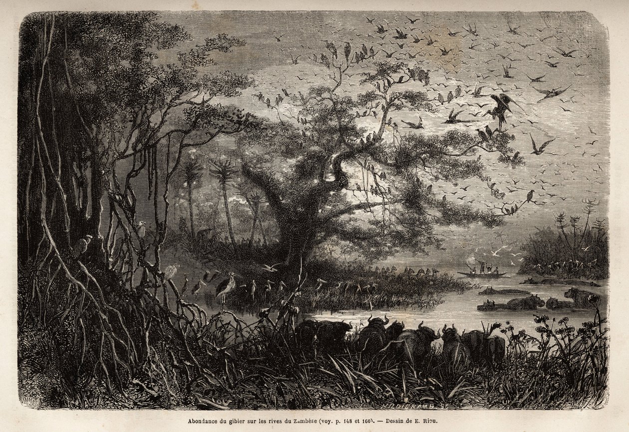ザンベーズ川のほとりの豊富なゲーム。1840年から1856年にかけて行われたリビングストン博士の南部アフリカへの最初の航海を、エドゥアール・シャルトンの指導のもとに出版された「Le tour du monde, nouveau journal des voyages」に掲載されたエングレーヴィング。 作： 無名の画家