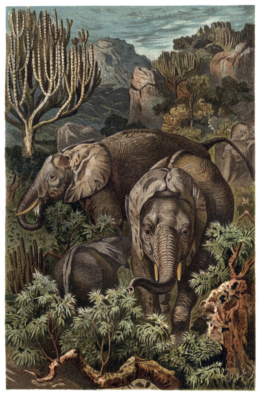 アフリカゾウ（Loxodonta） - アフリカゾウ（Loxodonta） - Alfred Edmund Brehm（1829-1884）の「Brehm