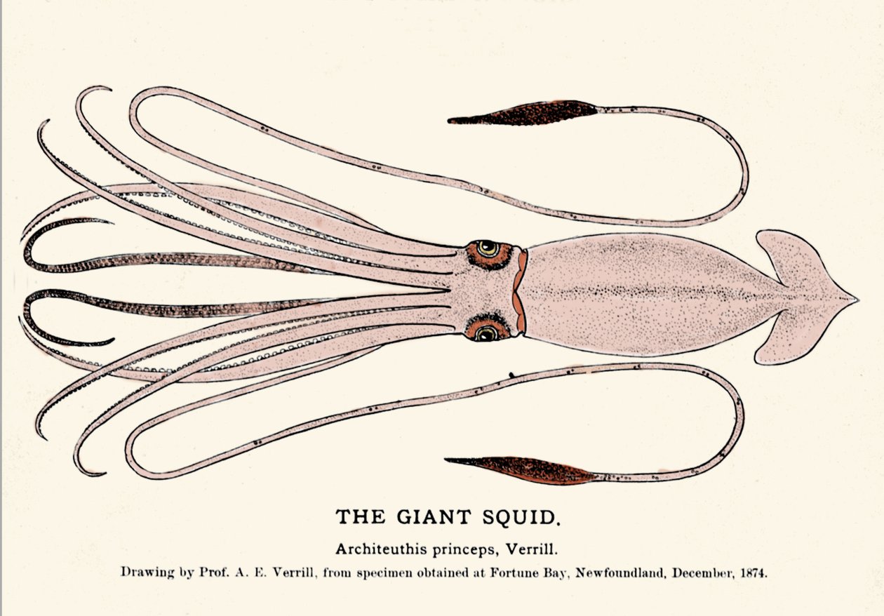 Architeuthis princepsは、1874年12月にフォーチュン・ベイ（ニューファンドランド）の海岸で失敗し、A.E.Verrill教授によって初めて記述されたダイオウイカである。時代の刻印。 作： 無名の画家