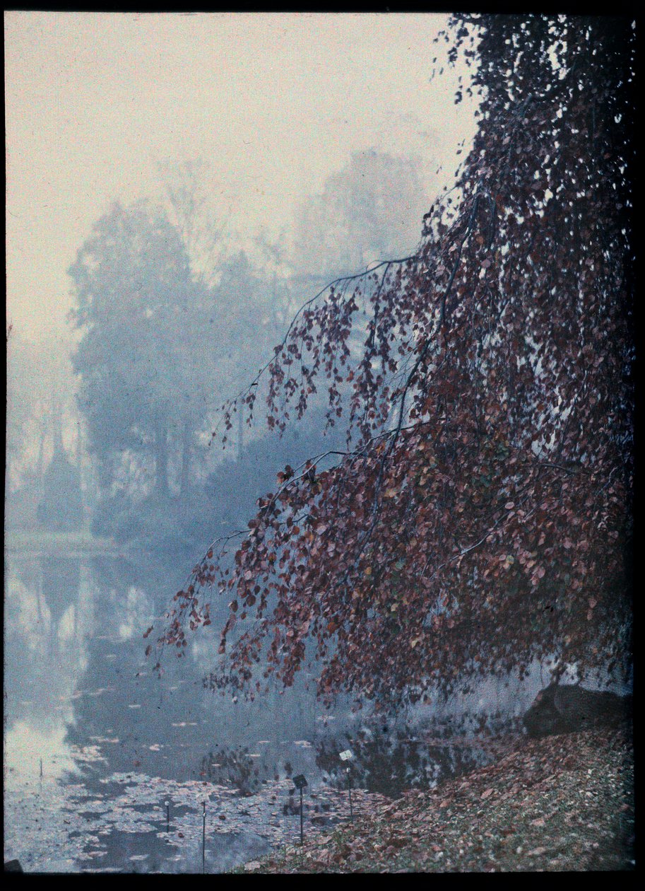 秋の風景、霧の中の湖と赤い木 - 1920年頃 (Autumn Landscape, Lake and Red Tree in fog) オートクローム無名コレクション privee 作： 無名の画家