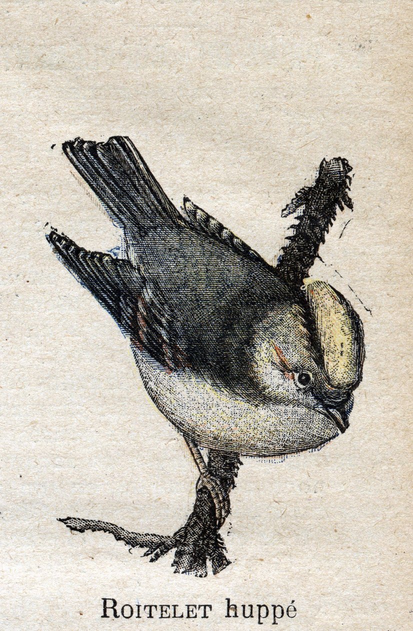 農業に役立つ鳥たち。Rupped Roitelet 作： 無名の画家