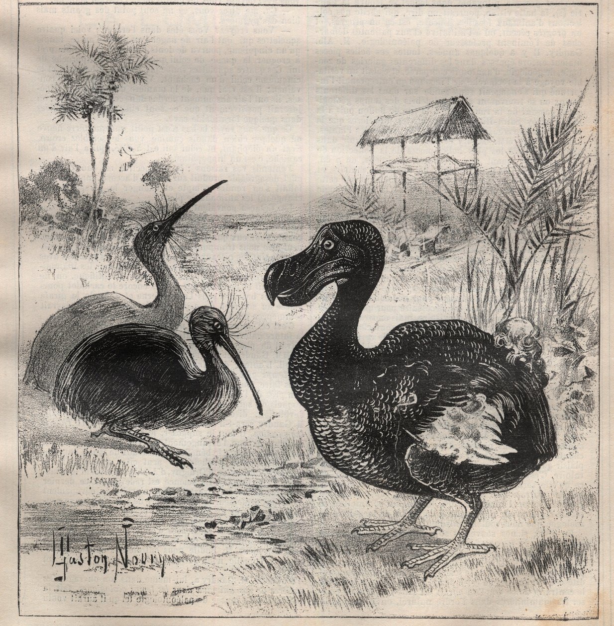 消える鳥：ドードーとアプテリクス - Engraving In "La Science francaise" 作： 無名の画家