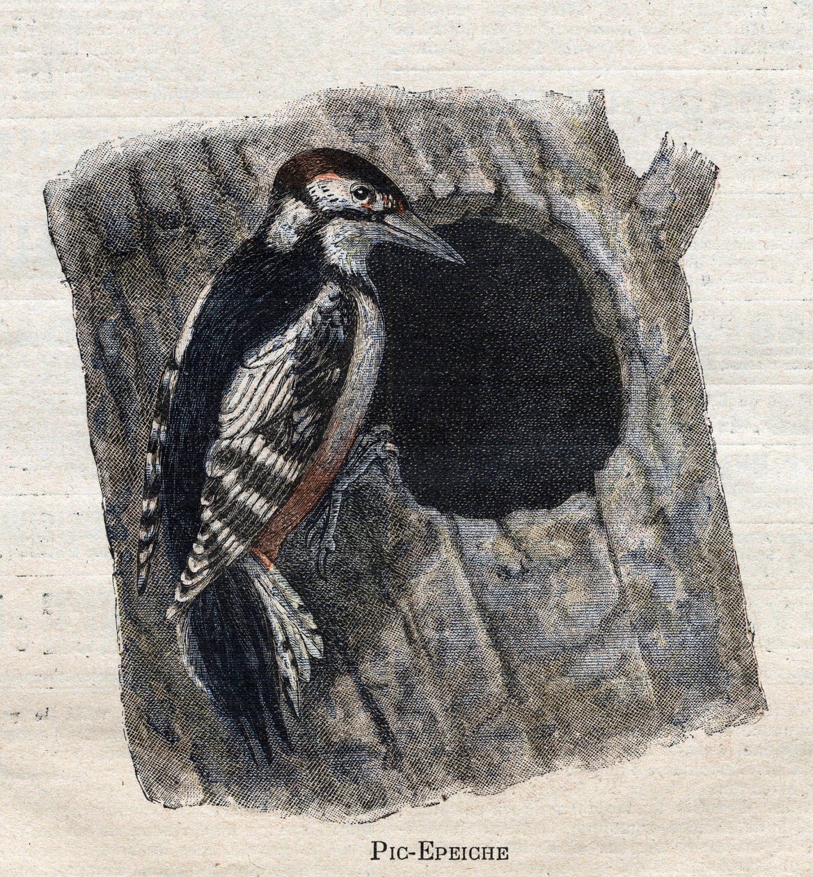 農業に役立つ鳥ウッドペッカー 作： 無名の画家