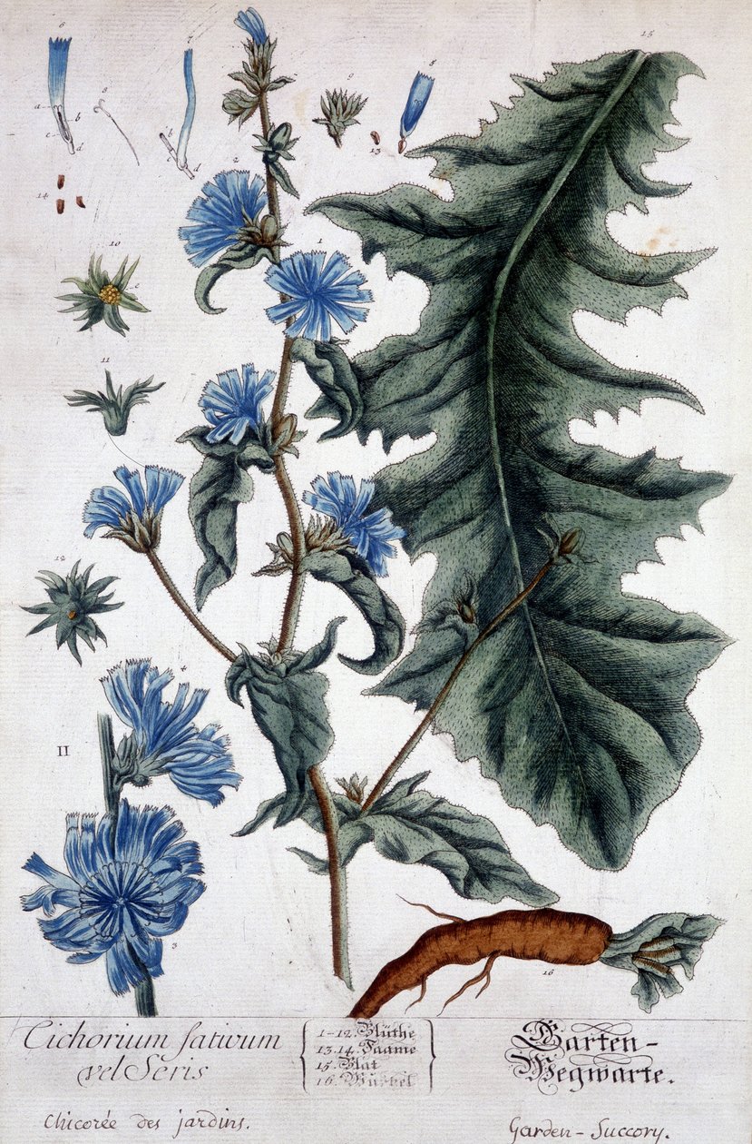 植物板：cichorium factivum velseris（chicoree of gardens）。 作： 無名の画家