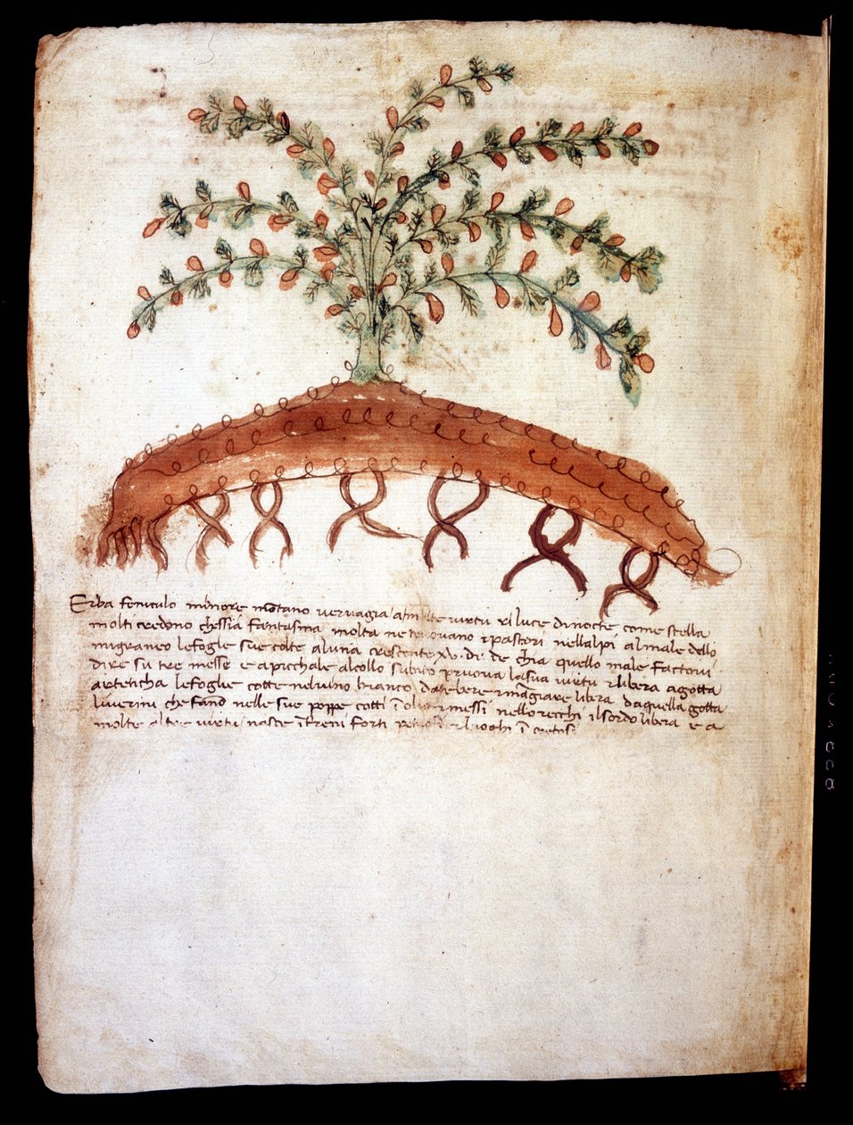 フェニキュロ・マッジョーレ」という草を表現したボタニカルボード（Biblioteca comunale di Rimini 作： 無名の画家