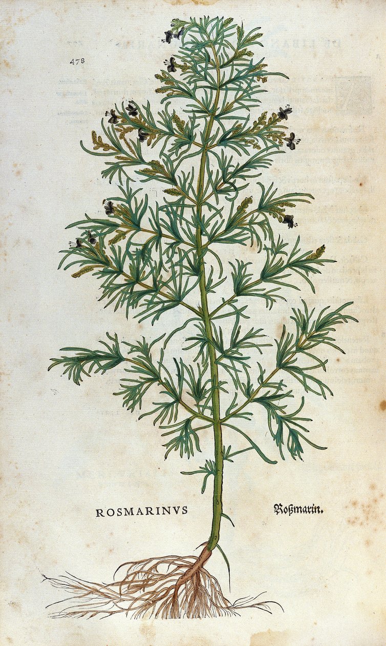 植物板：ローズマリー（rosmarinus）。Lheonard Fuchsのハーバリウム、"Historia Stirpium"、Bale 作： 無名の画家