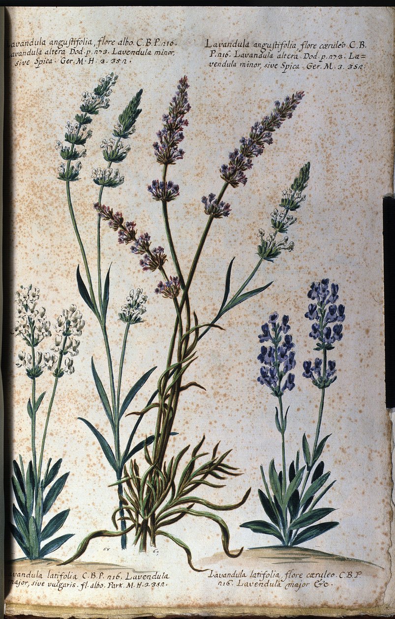 ボタニカルボード：トゥルー・ラベンダー（Lavandula angustifolia）、アスピック・ラベンダー（Lavandula latifolia）。 作： 無名の画家