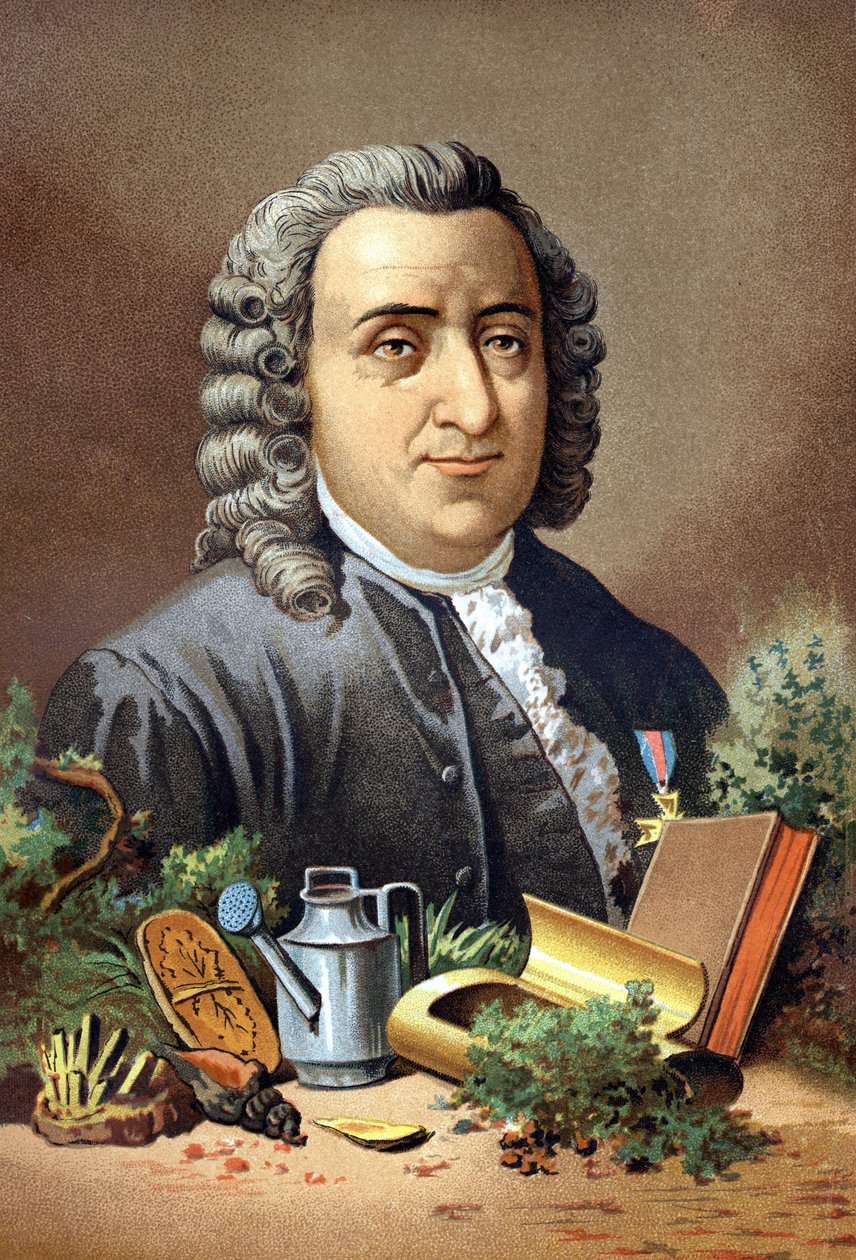 カール・フォン・リンネ スウェーデンの博物学者・作家（1707 - 1778） ルイ・フィギエの「La Ciencia y sus Hombres」の後に描かれています。バルセロナ 1881 作： 無名の画家