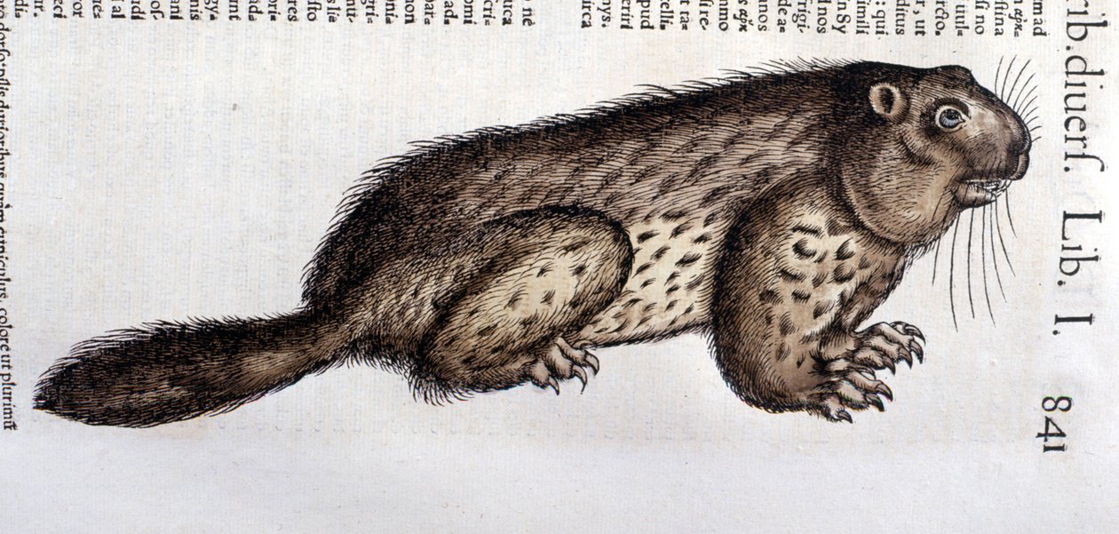 Castor - Conrad Gesner (1516 - 1565) の「Historia Animalium」では、Tiguri。 作： 無名の画家