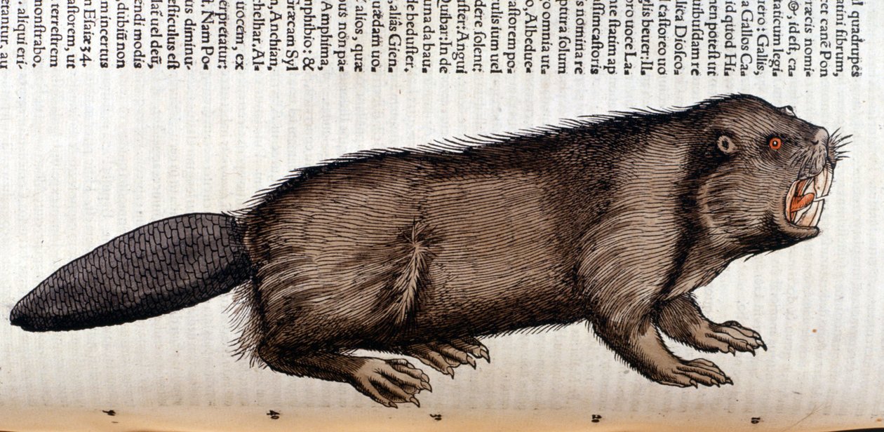 Castor - コンラッド・ゲスナーの「Historia Animalium」では、Tiguri。 作： 無名の画家