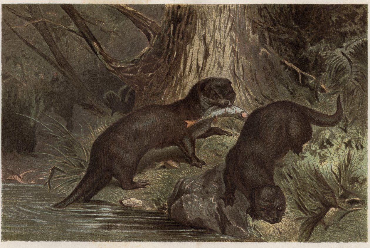 チリのカワウソ - サザン・リバー・オッター（Lontra provocax） - Alfred Edmund Brehm（1829-1884）の「Brehm