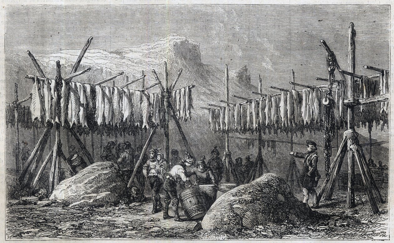 グリーンランドのフィスカネスで乾燥するタラ - Cod Drying in Fiskerness in Greenland 1866年の「The Illustrous Universe」からのエングレーヴィング。 作： 無名の画家