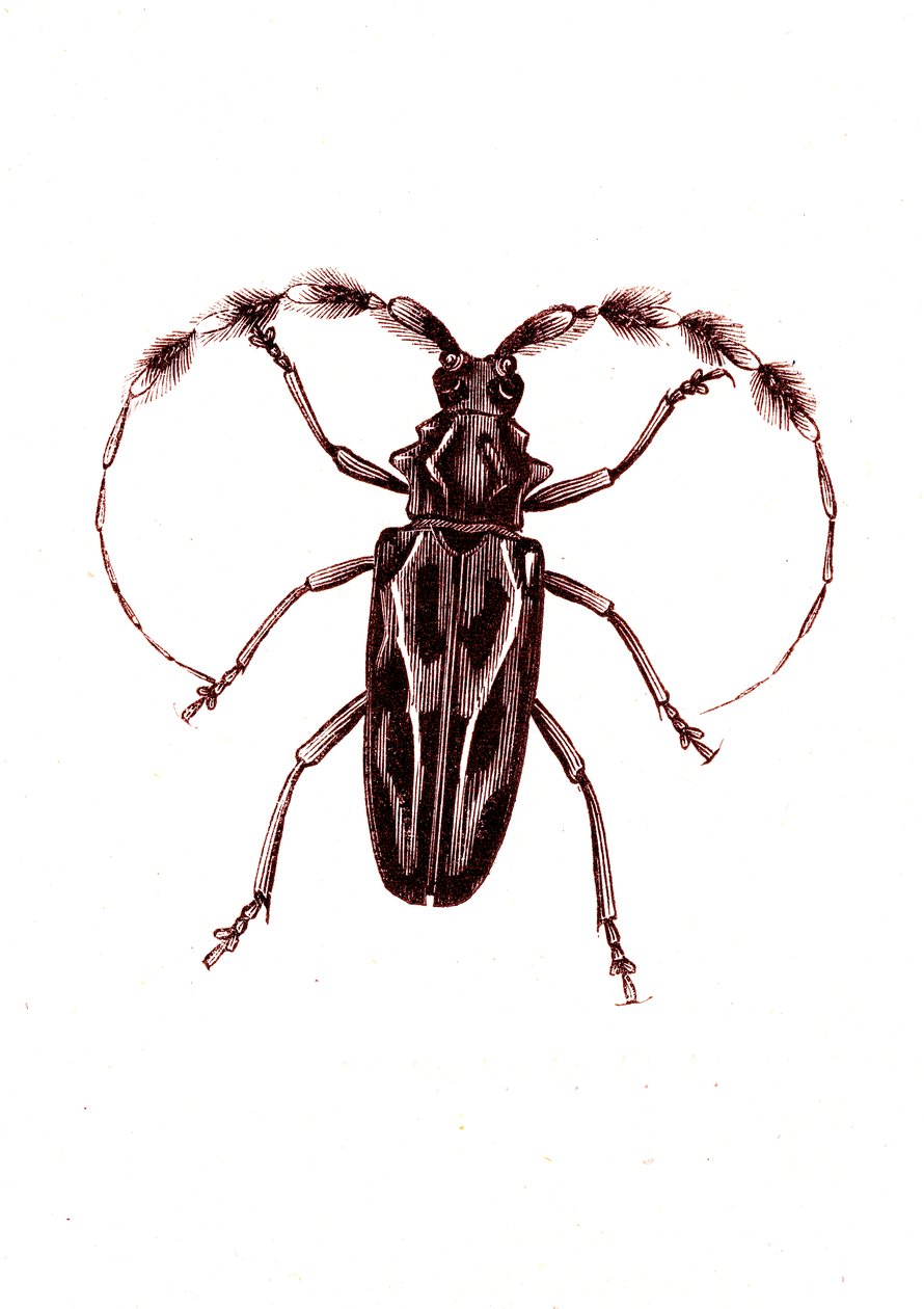 コウチュウ目：Lophocerus barbatus 作： 無名の画家