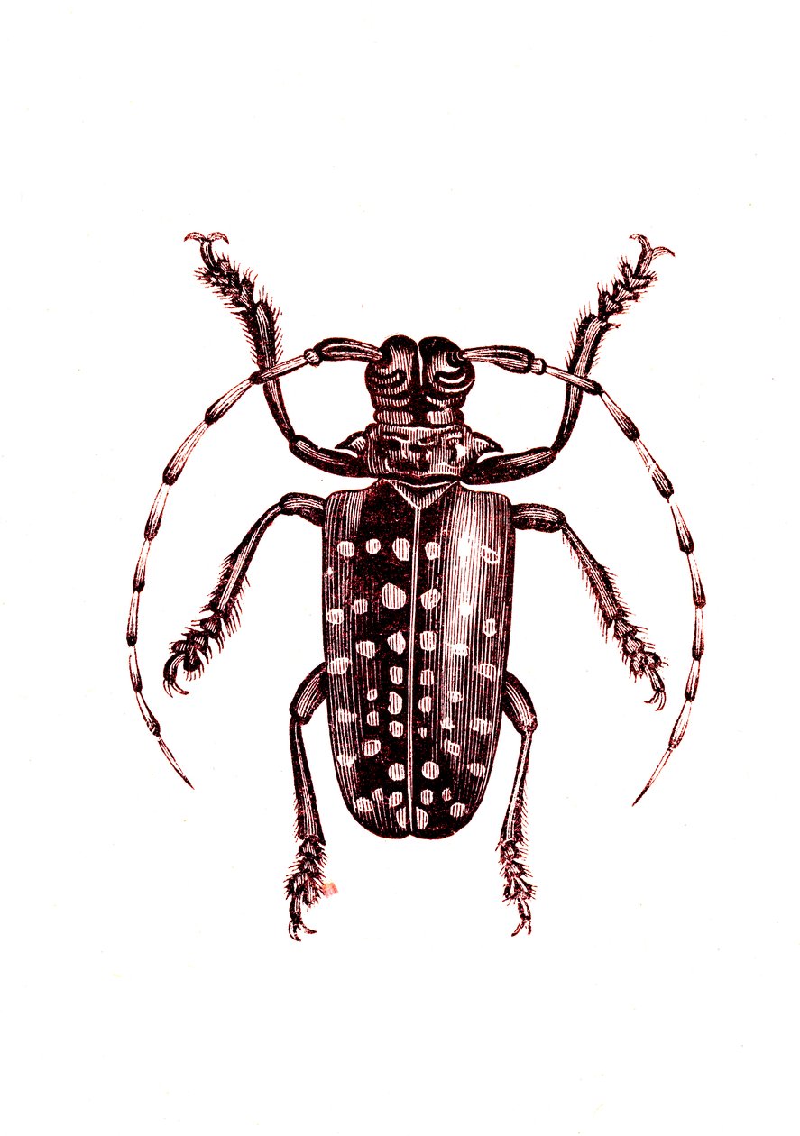 コウチュウ目：Ophoptera Tollii 作： 無名の画家