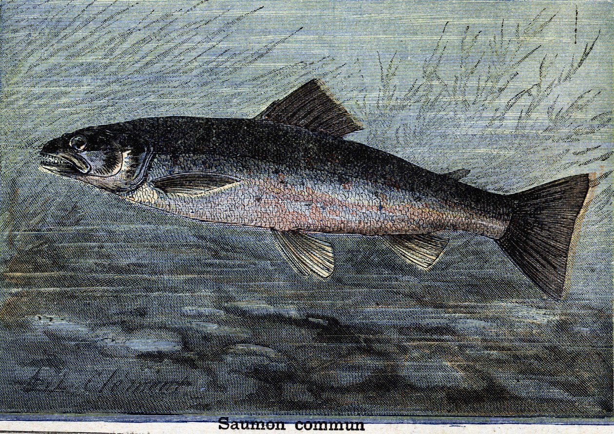 コモンサーモン。1897年に描かれたもの 作： 無名の画家